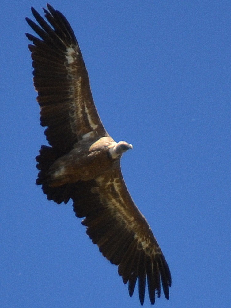 vautour fauve en vol